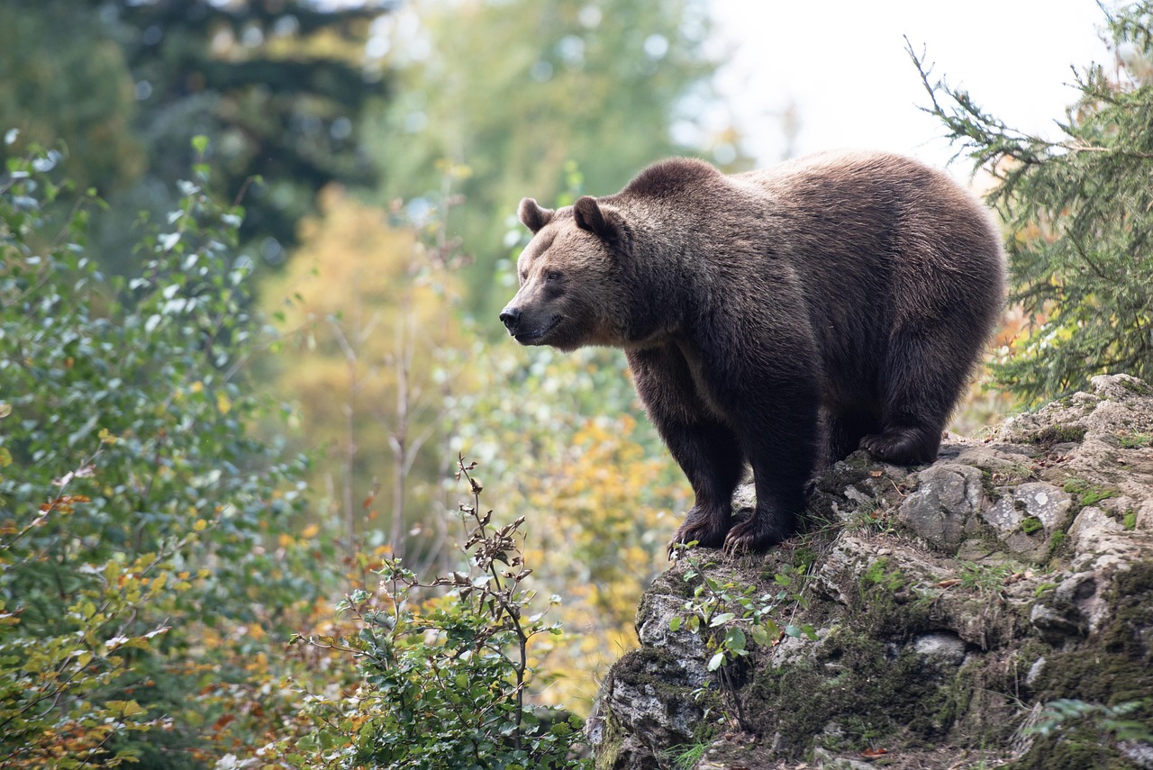 A bear standing at the edge of a forest near a campsite at dusk