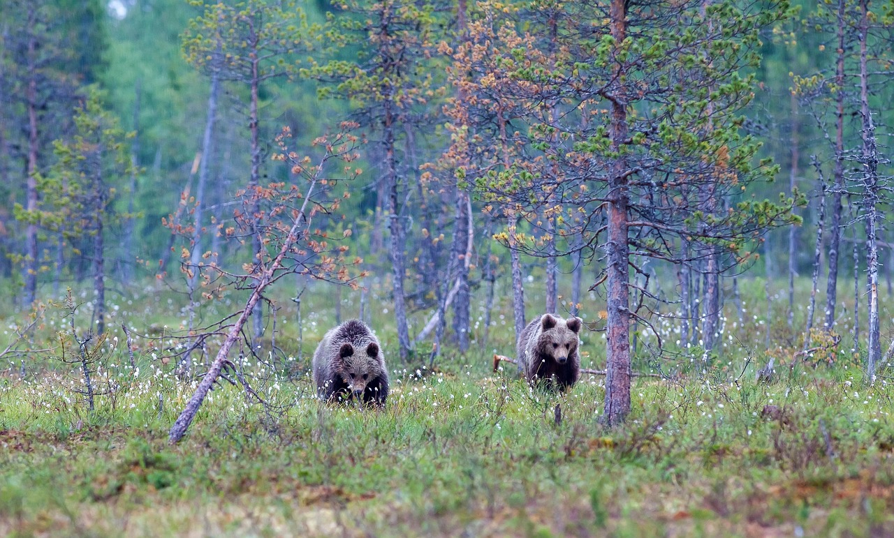 Bear canister stored in the woods