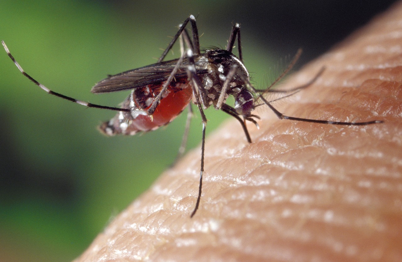 Mosquito on human skin
